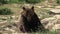 4K Brown Bear Portrait in Forest, Face of Wild Animal Looking Sniffing in Nature