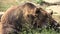 4k brown bear portrait in forest, face of wild animal looking sniffing in nature