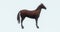 4k brown horse foal pet,silhouette,farm animal wild life,beautiful spirit.