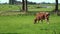 4K. A brown and white cow are grazing in a green meadow in Edam