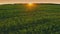 4K Calm flight above summer cornfield. sunset sun sunrise sunshine shine light above corn field. Countryside Rural