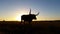 4K Cattle cow farming Texas Longhorn sunset / sunrise landscape