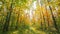 4K Change Season From Green Summer To Yellow Colors of Autumn Forest Landscape. Sunset Time lapse Timelapse Beautiful