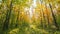 4K Change Season From Green Summer To Yellow Colors of Autumn Forest Landscape. Sunset Time lapse Timelapse Beautiful