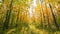 4K Change Season From Green Summer To Yellow Colors of Autumn Forest Landscape. Sunset Time lapse Timelapse Beautiful