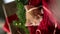 4k. Christmas cats. cute little ginger striped kitten sleeping on festive holiday background. Red Kitty with Christmas