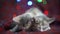 4k. Christmas cats. cute little striped kitten sleeping on festive holiday background. Kitty with Christmas lights