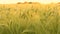 4K clip of barley field blowing in the wind at sunset or sunrise