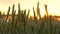4K clip of wheat or barley field blowing in the wind at sunset or sunrise
