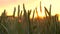 4K clip of wheat or barley field blowing in the wind at sunset or sunrise