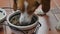 4K Close-up of adorable young beagle dog which deliciously eating its canine food from dog bowl. Beagle dog eating dry