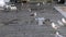 4K, Close-up big seagull bird eats a fish waste near the water canal Venice