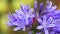 4k close up blue agapanthus flowers