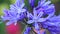 4k close up blue agapanthus flowers