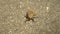 4k, close-up. a cicada larva crawling along the asphalt.