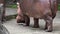 4K Close-up common hippopotamus walking getting out of water. Hippo in a zoo