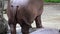 4K Close-up common hippopotamus walking getting out of water at sunny day