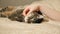 4K Close up hands of the girl plays with sleeping cute tabby cat