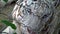 4K Close-up of head bengala white tiger watching intently behind metal mesh