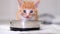 4k Close up little red ginger striped kitten eating canned cat food for small kittens from bowl. cat licks its lips