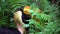 4K, Close up a male Great Indian Hornbill in green jungle, Southeast Asia