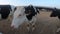 4K Close-up milk cow on farm. Domestic animal in barn. Agricultural industry