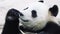 4k Close up of a panda bear eating breakfast