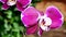 4K Close-up pink Orchid flowers. Beautiful orchid flowers in motion. Using the slider.