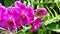 4K Close up pink orchids flowers in the garden