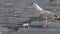 4K, Close-up of a seagull eating fish at market besides canals in Venice.