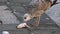 4K, Close-up of a seagull eating fish at market besides canals in Venice.