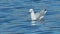 4K close-up of a Seagull swimming alone