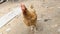 4K Close up shot chicken eating food in countryside farm