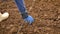 4K Close up shot farmer planting corn on dry country ground in tropical place by old method