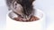 4k Close up striped kitten eats fresh canned cat food for small kittens. Advertising wet kitty food on white background