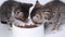 4k Close up two striped kittens eating fresh canned cat food for small kittens. Advertising wet kitty food on white