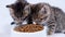 4k Close up two striped kittens eating fresh dry cat food for small kittens. Advertising kitty food on white background