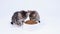 4k Close up two striped kittens eating fresh dry cat food for small kittens. Advertising kitty food on white background
