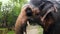 4k closeup video of adult indian elephant eating in reserve park on Sri Lanka