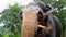 4k closeup video of big indian elephant eating and chewing palm tree trunk