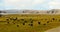 4k clouds mass rolling over Tibet lake namtso,herdsman tent,a group of cow.