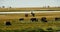 4k clouds mass rolling over Tibet lake namtso,herdsman tent,a group of cow.