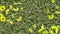 4k Clover yellow daisy flower plant vegetation leaf blade background.