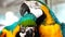 4K Colorful parrot Ara with bright plumage of blue, yellow, green and white color, sits on barling. Macaw close-up