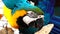 4K Colorful parrot Ara with bright plumage of blue, yellow, green and white color, sits on barling. Macaw close-up