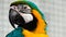 4K Colorful parrot Ara with bright plumage of blue, yellow, green and white color, sits on barling. Macaw close-up