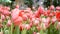 4K. colorful of tulip flowers field in spring season, pink tulip