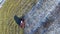 4K. Combine Harvester is working in the corn field after the First Snow! Harvester is cutting ripe dry corn. Aerial top view