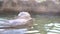 4K A common hippopotamus take a bath in the lake water at zoo.