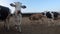 4K, cow in the barn of farm. Cattle of Holstein cows. Agriculture industry